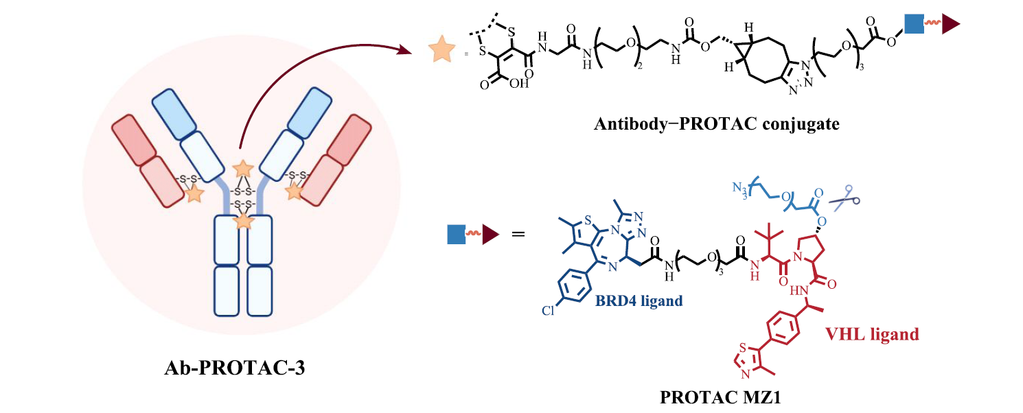 抗體-PROTAC偶聯(lián)物（Ab-PROTAC）的化學(xué)結(jié)構(gòu)和作用機(jī)制
