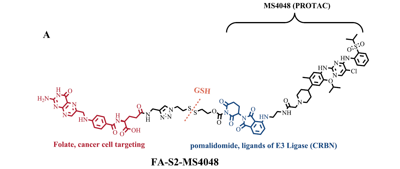 葉酸偶聯(lián)的PROTAC（FA-S2-MS4048）的化學(xué)結(jié)構(gòu)