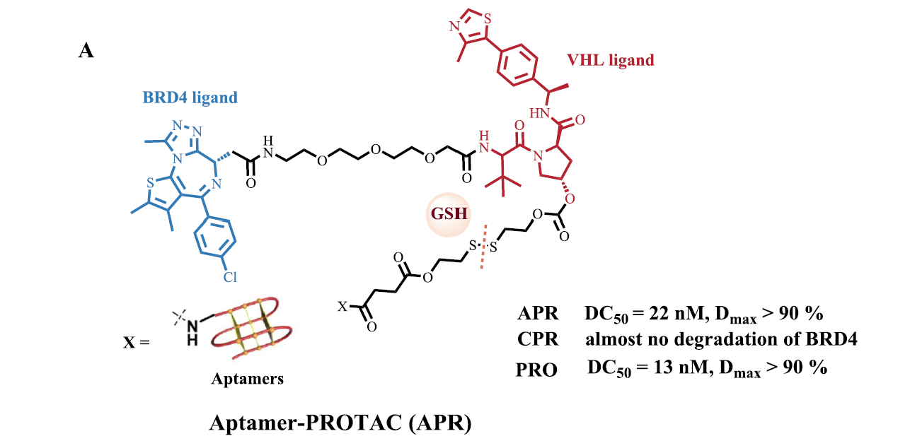 核酸適配體-PROTAC偶聯(lián)物（APC）的化學(xué)結(jié)構(gòu)和細(xì)胞實(shí)驗(yàn)結(jié)果