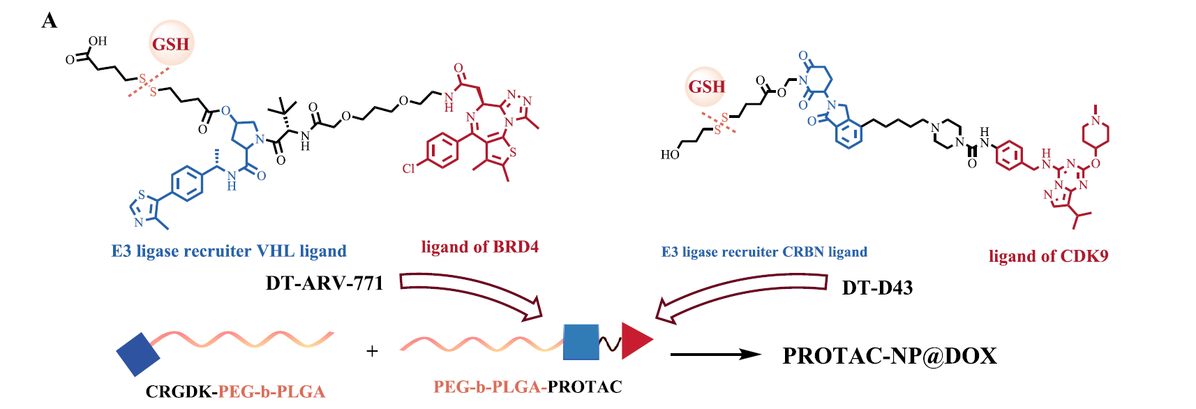 聚合物偶聯(lián)的PROTAC前藥納米顆粒（RPG7 NPs）的化學(xué)結(jié)構(gòu)和作用機(jī)制