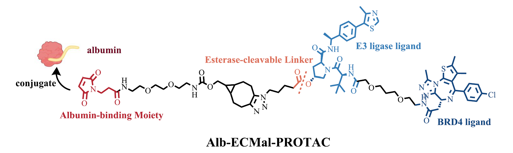 白蛋白結(jié)合型PROTAC（Alb-ECMal-PROTAC）的化學(xué)結(jié)構(gòu)和作用機(jī)制