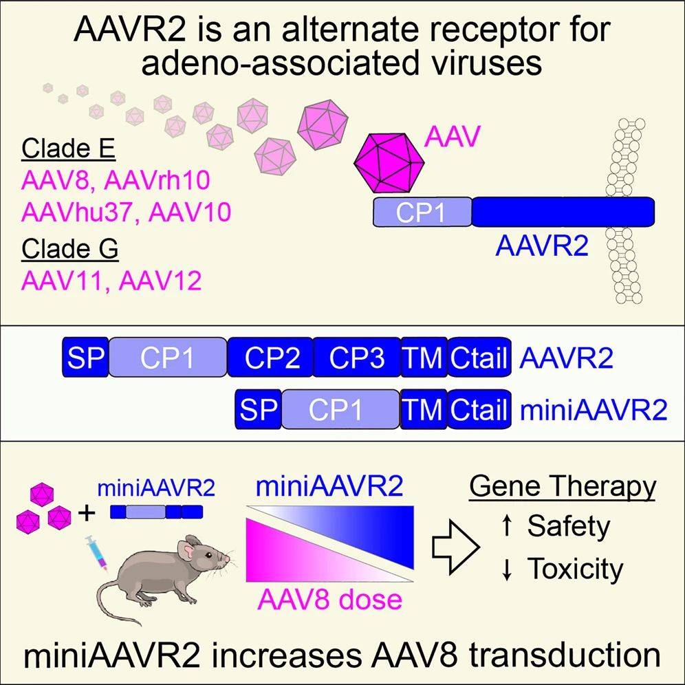 AAVR2是腺相關(guān)病毒的替代受體。