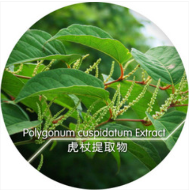 虎杖提取物