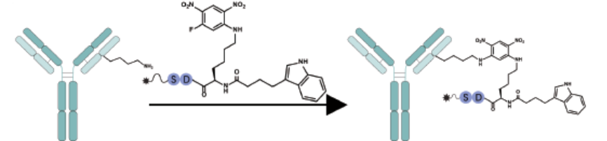 吲哚-3-丁酸 (indole-3-butyric acid，IBA)衍生肽鄰近誘導(dǎo)技術(shù)