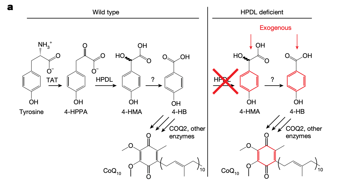 該研究揭示了 HPDL 這種此前功能未知的蛋白質(zhì)的作用