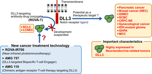 DLL3 在惡性腫瘤中的表達(dá)和治療潛力