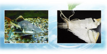 鯊魚(yú)軟骨粉
