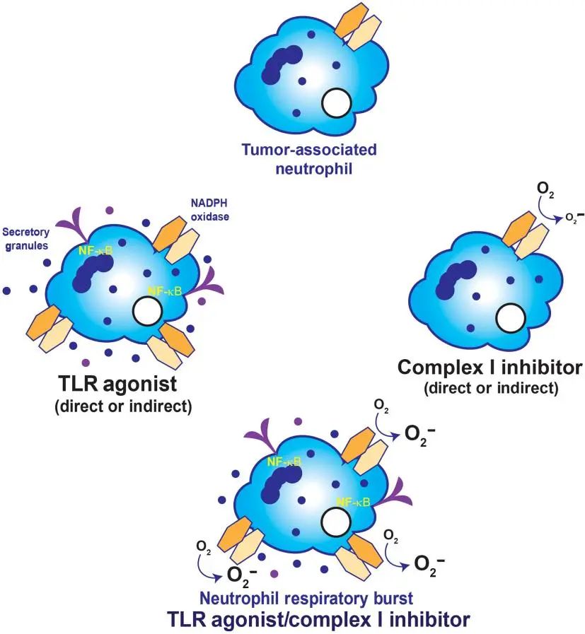 TLR agonist/complex l inhibitor
