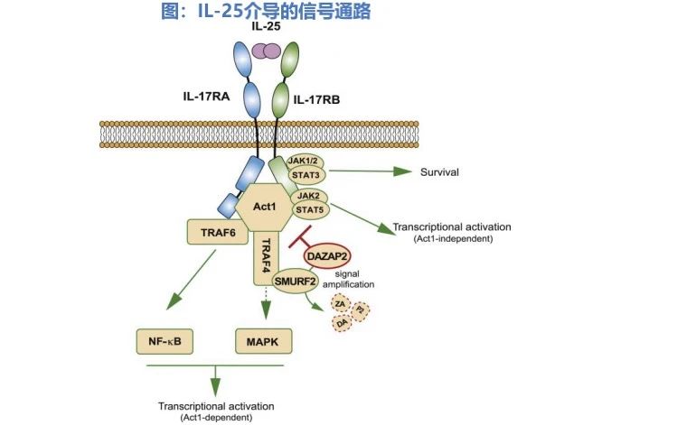 IL-25介導(dǎo)的信號通路