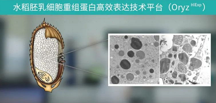 植物生物反應器技術平臺