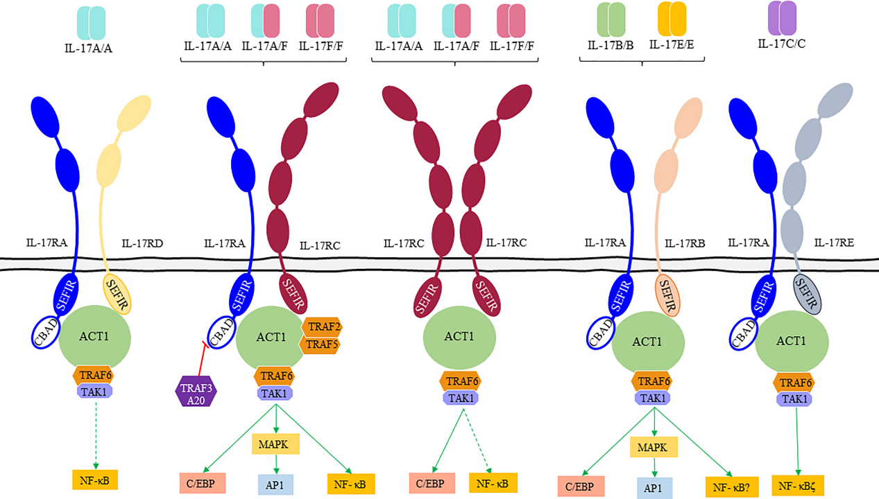 The paradigm of IL-23-independent production of IL-17F and IL-17A and their role in chronic inflammatory diseases