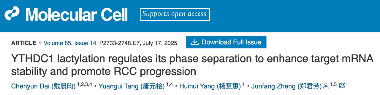 2025 年 7 月 17 日，首都醫(yī)科大學(xué)基礎(chǔ)醫(yī)學(xué)院鄭君芳團(tuán)隊(duì)在 Cell 子刊 Molecular Cell 上發(fā)表了題為：YTHDC1 lactylation regulates its phase separation to enhance target mRNA stability and promote RCC progression 的研究論文，該論文被選為當(dāng)期封面論文。