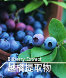 越橘提取物