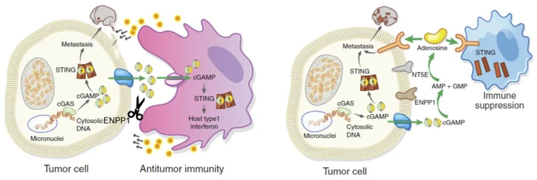 圖：PNAS (2023) 120 (52) e2313693120 ; Cancer Discov (2021) 11 (5): 1212–1227.