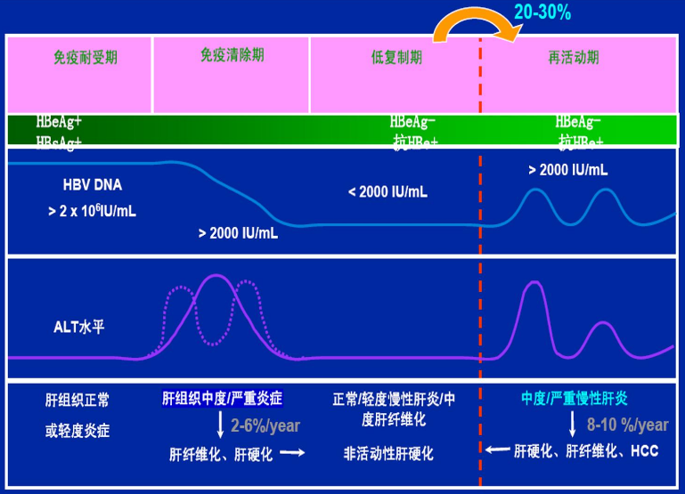 圖：慢性乙肝的自然病程，來源：東北證券