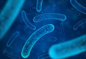 抗菌肽的作用機制及其結(jié)構(gòu)優(yōu)化