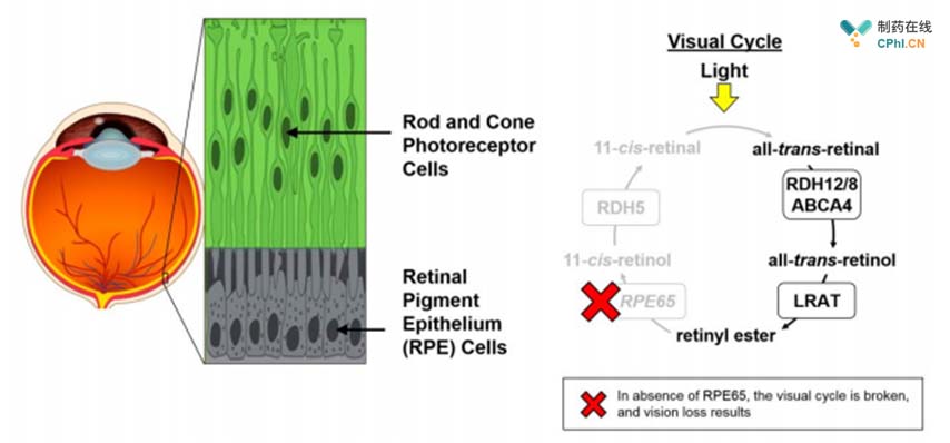 RPE65在視覺(jué)循環(huán)中的重要作用