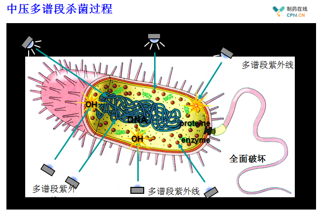 圖（5） 微生物經(jīng)中壓紫外線照射后不僅破壞DNA還破壞其他組織