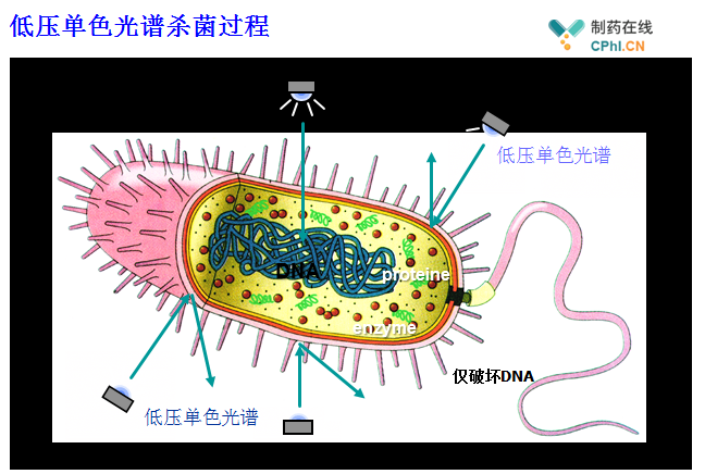 圖（3） 微生物經(jīng)低壓紫外線照射后僅破壞DNA