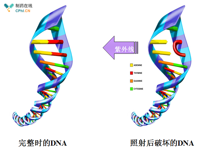 圖（2） 紫外線照射前和照射后的DNA結(jié)構(gòu)