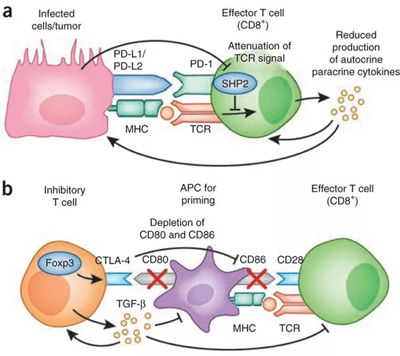 PD-1 / PD-L1免疫检查点抑制剂类的抗癌药物可以阻断这种“肿瘤免疫逃逸机制”