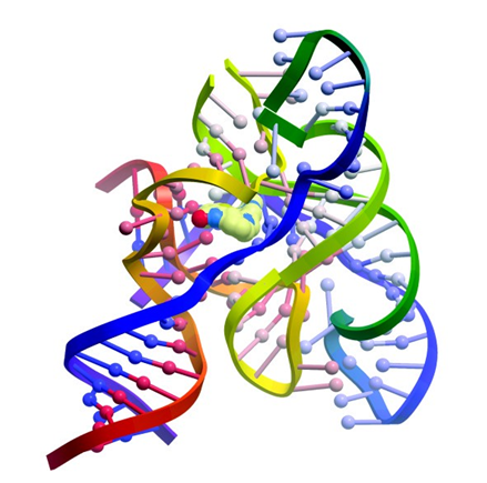 上图为：默克公司保留的核糖核酸化合物与细菌核黄素核糖RNA结合的模型