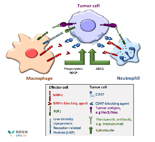 通过阻断免疫检查点CD47-SIRPα相互作用增强癌细胞杀伤效果