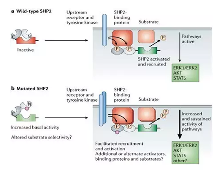 SHP-2在细胞信号通路中的作用2