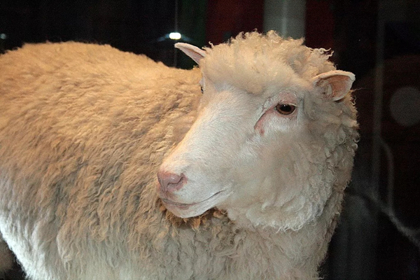 ▲多莉羊使用的是同款克隆技术（图片来源：维基百科）