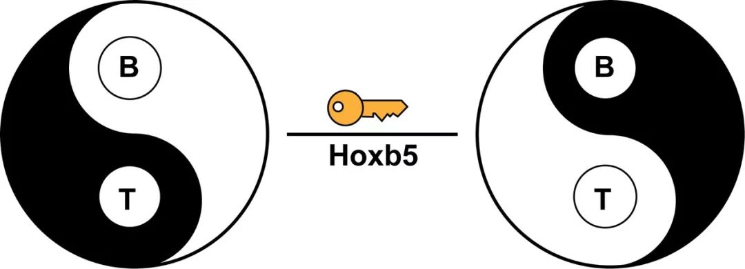 转录因子 Hoxb5 将 B 细胞体内重编程为 T 细胞示意图