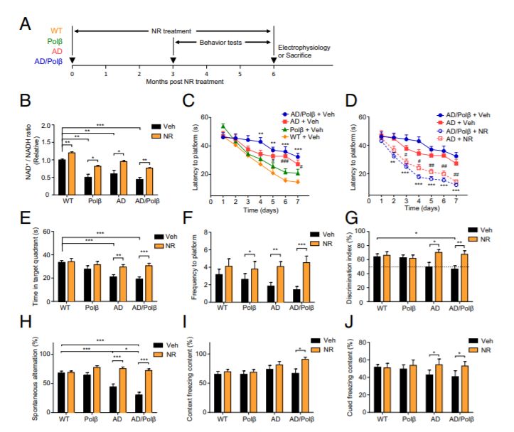 Nicotinamide riboside的治疗能改善小鼠的学习和记忆能力