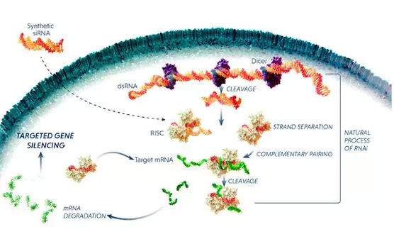 RNAi疗法可以阻断致病蛋白质的产生