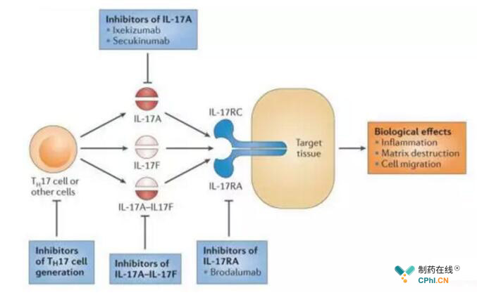 3种IL-17抑制剂作用机制：