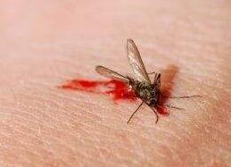 避蚊胺对人体有害吗