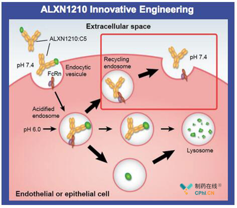 ALXN1210长效机制