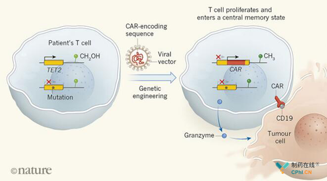 TET2基因缺陷引起T细胞杀伤肿瘤作用机理