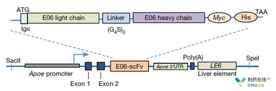 E06-scfv转基因结构