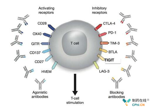 T细胞相关激活和抑制性受体