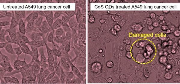 左：A549 肺癌细胞的显微图像。右：量子点处理后。