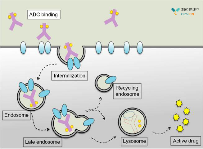 Mechanism of action of ADCs