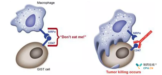 肿瘤细胞上调CD47的表达