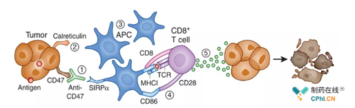CD47抗体是通过DC细胞和CD8+T发挥肿瘤杀伤效应的