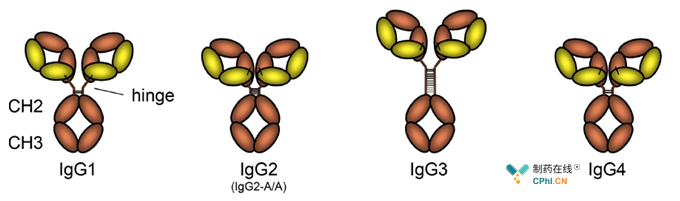 IgG抗体的4种亚型