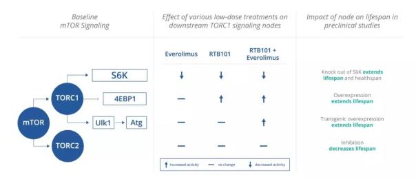 TORC1相关的信号通路