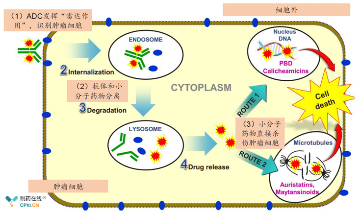 ADC通過(guò)將小分子藥直接帶入腫瘤細(xì)胞內(nèi)發(fā)揮腫瘤殺傷作用