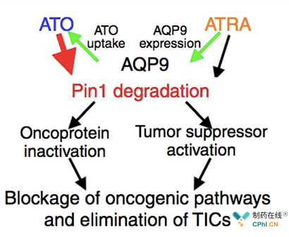 A model for the cooperation of ATO and ATRA in targeting Pin1 to block multiple oncogenic pathways and eliminate cancer stem cells, two major sources of cancer drug resistance