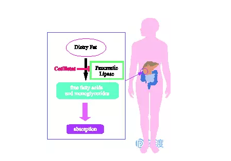 作用机制