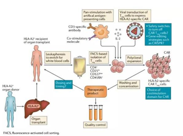 CAR-expressing regulatory T cell therapy 
