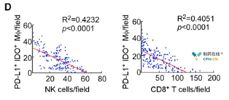 巨噬细胞高表达PD-L1和IDO的肿瘤组织中NK细胞和CD8+T细胞的侵润