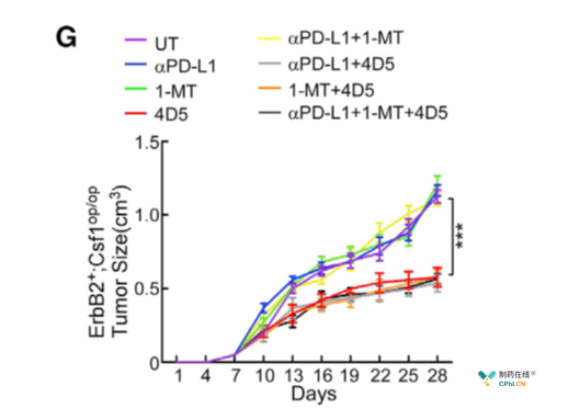 缺失巨噬细胞的人源化小鼠模型中联合使用赫赛汀、PD-L1抗体和IDO抑制剂